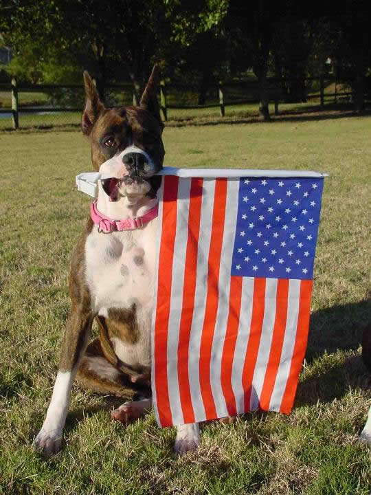 Virginia Boxer Rescue and Adoption photo: boxer holding flag