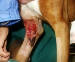 Boxer Rescue of Virginia - emergency room photo: Honeybear Leg Injury
