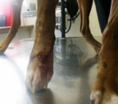 Boxer Rescue of Virginia - emergency room photo: Honey Bear Paw Injury