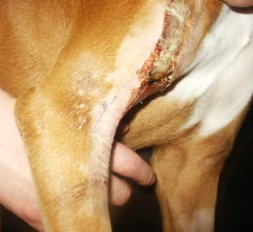 Boxer Rescue of Virginia - emergency room photo: Honeybear Shoulder Injury